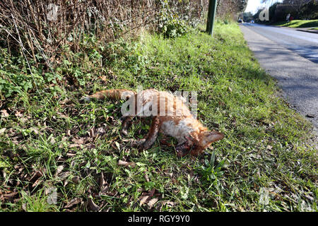 Fox morte photographiée par le côté de la route dans le Grand Londres, Royaume-Uni. Banque D'Images