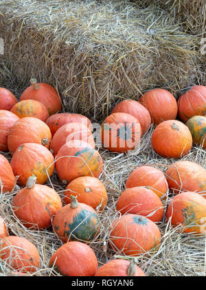 Pile sur le rip pumkin botte de la ferme organique. Banque D'Images