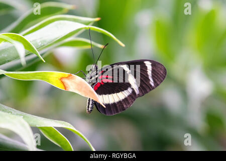 Un papillon noir avec rayures rouges et blanches est assis sur une feuille de palmier. Banque D'Images