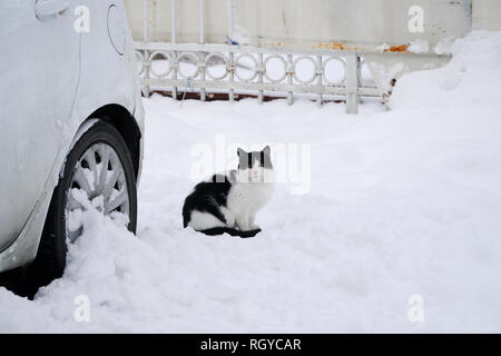 Un chat de couleur noir et blanc est assis sur le sol enneigé, à côté d'une voiture Banque D'Images