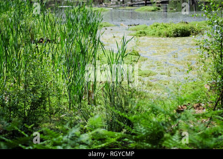 Images de Delamere Forest, Cheshire, Royaume-Uni Banque D'Images