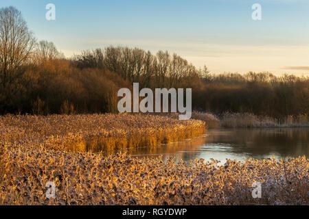 Roseaux d'or autour de la rive du lac à Pennington Flash, Leigh, UK, Banque D'Images