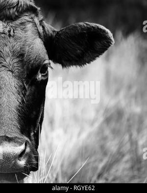 La moitié droite de la tête d'une vache noire, regardant la caméra, se tenait dans un champ Banque D'Images