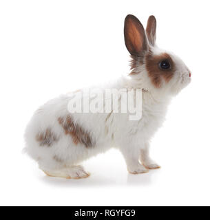Petit lapin isolé sur fond blanc Banque D'Images