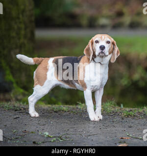 chien Beagle Banque D'Images