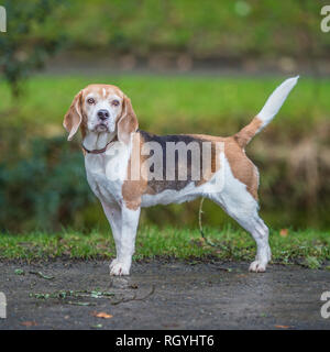 chien Beagle Banque D'Images