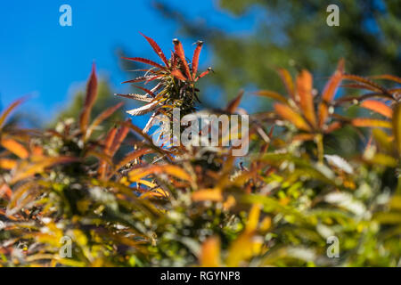 Le cannabis ou de la marijuana, boutons ou fleurs poussant dans une plantation ign réduites. La macro photographie. Close up. Banque D'Images