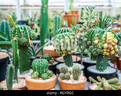 De nombreux types de vert des cactus en pots décoration sur table béton. Banque D'Images