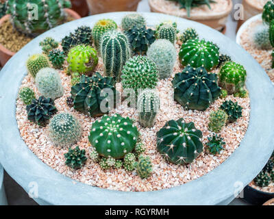 De nombreux types de vert des cactus en pot en béton. Banque D'Images