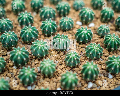 Close-up green cactus sur fond de gravier vue d'en haut. Banque D'Images