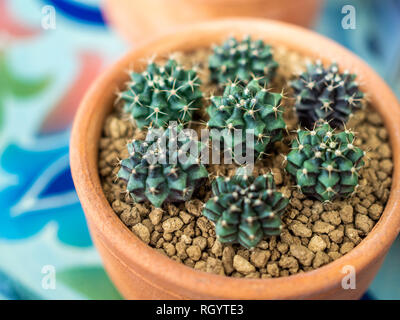 Close-up green cactus en pot en terre cuite. Banque D'Images