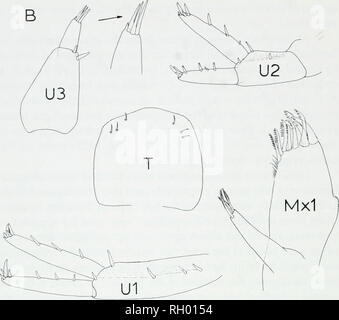 . Bulletin. Histoire naturelle ; Natuurlijke historie. La figure 3. J'iirlmilclhi whclpleyi (Shoemaker). A. 9398 YPM, homme, 5,3 mm. B. AMNH 6831, mâle paratype, 7,4 mm. Ab : brcviatioiis, une antenne ; Mx, maxillaire ; T, telson ; U, uropode. 47°56'W, profondeur 0 à 3 m, Spartiiia alterniflora marsh, la salinité 27,7l %o, collectionneur Y. Wak- abara, 21 juin 1982. USNM 1000142 : masculin, 5,2 mm. USNM 1000143 : quatre mâles. USNM 1000144 : neuf femelles. Brésil, São Paulo, Santos, collectionneur M. Leuderwaldt, 1922. ZMB 27193 : mâle 6,3 mm ; quatre femelles ; Brésil, Ponta de Pedras, Recife, en bush-comme les algues marines, collectionneur O. Schubart, 15 S Banque D'Images
