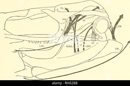 . Bulletin. L'histoire naturelle. RUSSELL : AMÉRICAIN MOSASAL'RS 61. Text-fig. 33. La musculature superficielle restauré de Clidastes liodontus de la région temporale. 3. Les unités de base, composé de la ptérygoïde et ectopterygoid de chaque côté de la partie postérieure du toit de la cavité orale. Chaque unité est lié à l'arrière par des muscles de la partie occipitale et la mandibule, et par des ligaments de l'os carré unités. Il forme un contact glissant avec la posteromedial comer du jugal, et est joint par un chevauchement de la suture palatine (museau) unité de foi-m une feuille flexible d'os à travers lequel l'hypo Banque D'Images