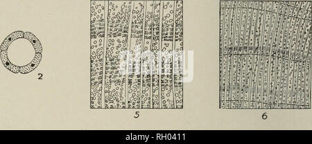 . Bulletin. Les forêts et la foresterie. . Veuillez noter que ces images sont extraites de la page numérisée des images qui peuvent avoir été retouchées numériquement pour plus de lisibilité - coloration et l'aspect de ces illustrations ne peut pas parfaitement ressembler à l'œuvre originale.. La Pennsylvanie. Ministère des Forêts et des eaux. Harrisburg, Pennsylvanie : le ministère Banque D'Images