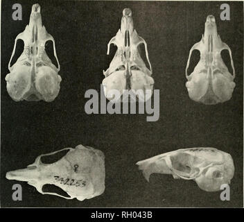 . Bulletin. La science ; natural history ; histoire naturelle. Je&gt ;)7.j'ai une Nb.W SPEC II. 1)1 (,l Klill DE M-'RH I. Figure 1. Les crânes des trois espèces du groupe vallinus Gerbillus. Rangée supérieure. vue ventrale de gauche à droite : Gerbillus setzeri holotype (USNM 342253) vallinus vallinus G. :. Berseba. L'Afrique du sud-ouest (USNM 304852) : et G. tytonis, Namib Desert Research Station. Centre Gobabeb. L'Afrique du sud-ouest (USNM 342196). Rangée inférieure. De gauche à droite : vue dorsale de l'holotype de G. setzeri et vue latérale du même crâne. (2x) sensiblement différentes que dans l'étendue de l'autre côté de la troisième molaires supérieures. Banque D'Images