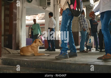 Un contenu bien nourris, à la sortie des chiens errants en regardant les navetteurs Maharaj Chhatrapati Shivaji Terminus (CSMT) à Mumbai, Inde Banque D'Images