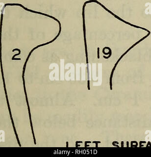 . Bulletin. De l'ethnologie. Graphique 26. Veuillez noter que ces images sont extraites de la page numérisée des images qui peuvent avoir été retouchées numériquement pour plus de lisibilité - coloration et l'aspect de ces illustrations ne peut pas parfaitement ressembler à l'œuvre originale.. Smithsonian Institution. Bureau of American Ethnology. Washington : G. P. O. Banque D'Images