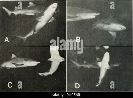 . Bulletin. La science ; natural history ; histoire naturelle. 122 le sud de l'Académie des Sciences de Californie. Fig. 1. Comparaison des postures exposées par le bull sharks : A. jusqu'à l'angle ; B. lean soutenue ; C. roll-arc et D. L'orientation verticale. En plus des requins taureau, cet établissement abritait les éléments suivants : 1) sept, requins nourrice Ginglymostoma cirratum, trois mâles et quatre femelles (-1,5 à 3,0 m), 2) l'Atlantique cinq requins citrons, Negaprion brevirostris, deux mâles et trois femelles ( =2,0 à 3,0 m), 3) quatre requins gris, Carcharhinus plumbeus, toutes les femelles ( =2,0 à 2,5 m), 5) tr Banque D'Images