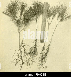 . Bulletin. Agriculture -- New Hampshire. Comment FAIRE POUSSER UNE FORÊT À PARTIR DE SEMENCES 99 Chariot en haut avec. Cette plate-forme J'ai trouvé était le meilleur endroit pour sécher les cônes qu'ils avaient obtenu tous les chauds rayons du soleil ainsi que le vent. Heureusement, nous avons eu une période de temps sec chaud, des conditions météorologiques et mais peu de pluie. Si les cônes sont mouillés ils close up. J'ai remué tous les jours jusqu'à une ou plusieurs fois avec un râteau. Quand j'escalade bien ouvertes et ratissé avec soin les cônes et off 1 : !J/. Fig. 6. Un échantillon de quatre à six pouces de pin blanc à partir d'une pépinière de l'Ouest. Prix 5 ?'3.oo par mille pour l'achat en quantité ; 5&gt;4.oo pour si Banque D'Images
