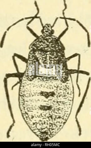 . Bulletin. Agriculture -- New Hampshire. 18 LE SQUASH BUG ils subissent leur seconde mue. Après cela a eu lieu, de sorte que la nymphe est dans la troisième de ses stades larvaires, le corps est plus grand et plus plat, avec des marges plus nettement définis et la couleur plus foncé que dans la deuxième étape. La longueur est maintenant à propos de i-S". La différence la plus importante prise par l'insecte dans la quatrième étape, qui est saisi par la troisième mue, qui a lieu environ 8 jours après la seconde mue, est le développement notable de l'aile. Ces désormais beaucoup plus évidents à tha Banque D'Images