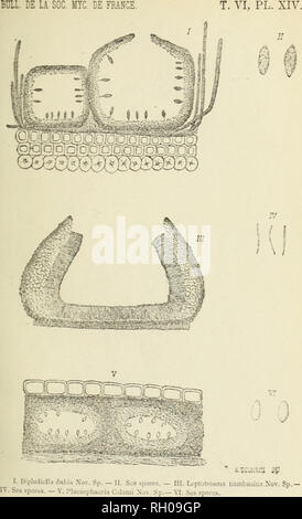 . Bulletin. Mycologie ; Champignons ; botanique. . Veuillez noter que ces images sont extraites de la page numérisée des images qui peuvent avoir été retouchées numériquement pour plus de lisibilité - coloration et l'aspect de ces illustrations ne peut pas parfaitement ressembler à l'œuvre originale.. La société ?te ? Mycologique de France. Epinal : Victor Collot Banque D'Images