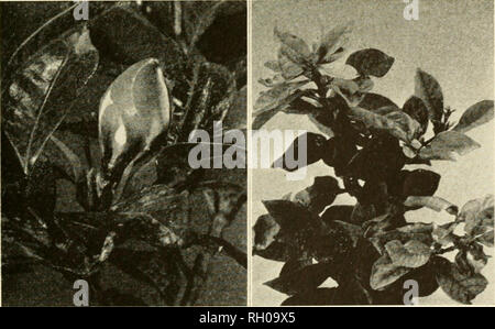 . Bulletin. Agriculture -- New Hampshire. Fig. 18a-Cette plante de 4 ans passé 3 ans dans une maison du New Hampshire diffusées à la mauvaise performance de trois de ces et trop d'eau a causé de chlorose sur l'autre. Cinq des plantes les plus pauvres, également, ont été cultivées à des températures de nuit de 70° - 75° F. Le sol utilisé pour ces plantes fibreuses est un mélange d'une partie bien- a pourri engrais et deux parties de bon compost le sol.. Fig. 18b (à gauche)-boutons de fleurs peuvent se décolorer et déposer à tout moment. Fig. 18c (à droite) sur la chlorose gardenia peut venir d'un certain nombre de causes trente-sept. Veuillez noter que ces Banque D'Images