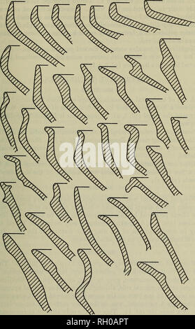 . Bulletin. De l'ethnologie. Anthrop. Pap. N° 63] SITE TARQUI-STIRLING Stirling et 11. Figure 2.-^sections rim typique, lisse et poli ware.. Veuillez noter que ces images sont extraites de la page numérisée des images qui peuvent avoir été retouchées numériquement pour plus de lisibilité - coloration et l'aspect de ces illustrations ne peut pas parfaitement ressembler à l'œuvre originale.. Smithsonian Institution. Bureau of American Ethnology. Washington : G. P. O. Banque D'Images