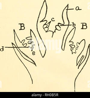 . Bulletin. Agriculture -- New Hampshire. Juin, 1933] La pollinisation et de fruits dans l'Apple 7 Fig. 1 montre à quel point une feuille ou tige bourgeonnante ressemble lorsque contre-sectionnée et observé au microscope. Le disque extra-embryonnaires, échelles joindre les poils des feuilles et les primordiums foliaires. La pointe de plus en plus situé dans le centre a une surface arrondie et lisse. Tous les boutons de fleurs et de feuilles dans la première étape de développement montrer cet aspect. Après la première de juillet à New Hampshire, certains des bourgeons sur les arbres d'âge de roulement peuvent montrer un changement dans le caractère de ce point de plus en plus centrale. Au lieu de rester nic Banque D'Images