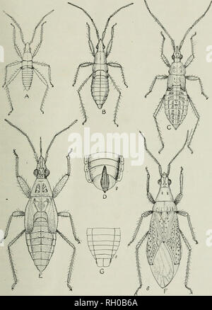 . Bulletin. L'agriculture. La prairie. 13. Fig. 5. Reduviolus : fougères, un premier stade ; B, deuxième stade larvaire ; C, troisième stade ; D, segments génitaux de femmes ; E, cinquième stade larvaire ; F, G ; chez les hommes adultes, les organes génitaux de l'homme. À partir de dessins de l'auteur. (Jour, Agr. Recherche).. Veuillez noter que ces images sont extraites de la page numérisée des images qui peuvent avoir été retouchées numériquement pour plus de lisibilité - coloration et l'aspect de ces illustrations ne peut pas parfaitement ressembler à l'œuvre originale.. Le Maine. Agricultural Experiment Station, Orono. [Orono. ] Banque D'Images
