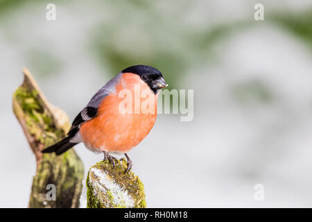 Blaenpennal, Aberystwyth, Pays de Galles, Royaume-Uni. 31 janvier 2018. Bouvreuil mâle en quête de mon jardin Région de l'alimentation dans la neige fraîche. Credit : Phil Jones/Alamy Live News Banque D'Images