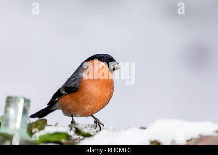 Blaenpennal, Aberystwyth, Pays de Galles, Royaume-Uni. 31 janvier 2018. Bouvreuil mâle en quête de mon jardin Région de l'alimentation dans la neige fraîche. Credit : Phil Jones/Alamy Live News Banque D'Images