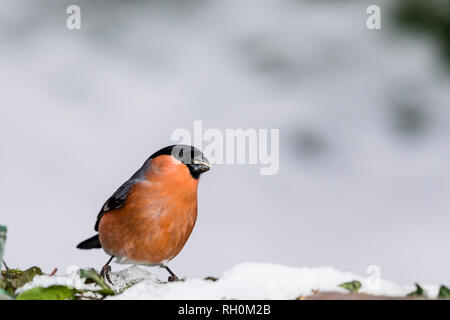 Blaenpennal, Aberystwyth, Pays de Galles, Royaume-Uni. 31 janvier 2018. Bouvreuil mâle en quête de mon jardin Région de l'alimentation dans la neige fraîche. Credit : Phil Jones/Alamy Live News Banque D'Images