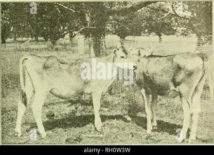 . Bulletin. Agriculture -- New Hampshire. Juin, 1917.] Les résidus après l'épandage de produits antiparasitaires arsenicaux. 45. Fig. 2. Veaux en condition normale au début de l'expérimentation.. Veuillez noter que ces images sont extraites de la page numérisée des images qui peuvent avoir été retouchées numériquement pour plus de lisibilité - coloration et l'aspect de ces illustrations ne peut pas parfaitement ressembler à l'œuvre originale.. Le New Hampshire Agricultural Experiment Station. [Hanovre, N. H. ] : New Hampshire Agricultural Experiment Station Banque D'Images