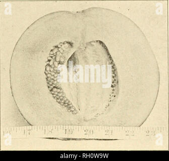 . Bulletin. Agriculture -- New Hampshire. Juin, '14]. MENDELISM DANS LES MELONS. 21. Hybride, Xo. 2o.. Veuillez noter que ces images sont extraites de la page numérisée des images qui peuvent avoir été retouchées numériquement pour plus de lisibilité - coloration et l'aspect de ces illustrations ne peut pas parfaitement ressembler à l'œuvre originale.. Le New Hampshire Agricultural Experiment Station. [Hanovre, N. H. ] : New Hampshire Agricultural Experiment Station Banque D'Images
