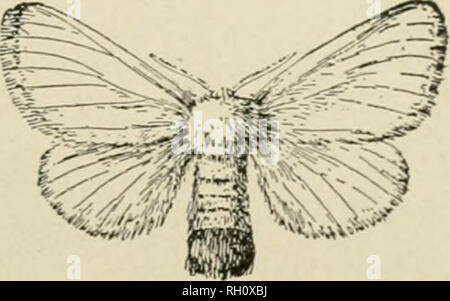 . Bulletin. Agriculture -- New Hampshire. Fauve clair ou orange. Une rangée de taches d'un blanc pur ou de traits le long de chaque côté du corps. Seulement deux taches rouge vif sur la ligne centrale à l'extrémité inférieure de l'arrière. Ailes déployées 1£ pouces. Neige Pure white. Caterpillar. Moth, femme. Un endroit bien con- trasted, brusquement, touffe épaisse ou patch d'or ou de poils brunâtre à l'extrémité de l'abdomen. Un swift, strong flyer, par nuit, et attiré par les lumières.. En tant que petites chenilles dans un silken web ou d'un nid sur les conseils de tw g&gt ;, à partir de laquelle ils rampent au printemps. L'hiver passé. ^^^^t S-S. Veuillez noter que ces images sont extr Banque D'Images