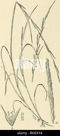 . Bulletin. Gramineae -- United States ; les plantes fourragères -- United States. 272. Fig. 508. Acutiflora Panicularia Kiiutze (tonne.). {Ahjcerla acutijlora tonne : J'l. C. S. : 1 104. 1821.) Acutk-flowered Manna- herbe.-A plutôt svelte, glabroua 3 vivaces à G dm. liigli avec ilat, feuilles et étroit, panicules simples de 15 à 30 cm. de long. Spike- permet (fl) étroite, 21 à 42 nnn. de long, 5- à 12-llowered ; glumes inégales, acnte vide ; la floraison glumes scabres, aiguë, environ 8 ram. long, dépassé par l'acnminato paleas.-sol humide auc&gt ; dans l'eau peu profonde, dans le Maine à l'Ohio, et vers le sud jusqu'au New Jersey et Tennes Banque D'Images