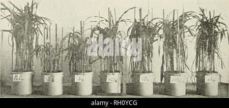 . Bulletin. L'agriculture, de l'Agriculture -- l'Arizona. Fig. 7.-cultures de haricots cultivés dans des sols contenant du cuivre comme carbonate précipité, de zéro à 1,5  % Cu. Tableau XIX carbonate de cuivre (série 1907), l'échantillon n° 3870 Maïs Maïs Culture Cu dans le sol.  % Vérifier* Drv, grammes 41,2 grammes, Cu Cu .00020 p. tops 4,40 388,1 8,8 Maïs joue* maïs 3869 .00035 .00115 6,50 0,01 175,9 0,01 10,6 Maïs 3868 Maïs 3865 .00161 .00160 .025 77,0 21,00 3866 .025 9,2 Maïs Maïs 3864 .00670 .00103 22,00 0,05 47,7 0,05 4,4 Maïs 3867 Maïs 3863 .00328 .00079 30,00 0,10 26,8 0,15 9,8 Maïs 3862 .00046 47,00 3861 Co Banque D'Images