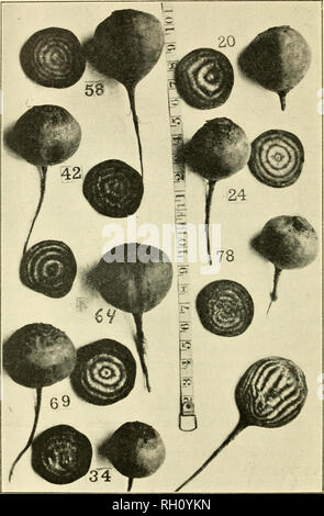 . Bulletin. Agriculture -- New Hampshire. Fig. 2.-variétés de betteraves. 58. Nouveau Cardinal. 42. Anciens modèles. 64. Globe feuilles sombres. 69. Wesley's première marché. 34. Rochester. 20. Crimson Globe. 24. Dulcet Ruby. 78. Idéal.. Veuillez noter que ces images sont extraites de la page numérisée des images qui peuvent avoir été retouchées numériquement pour plus de lisibilité - coloration et l'aspect de ces illustrations ne peut pas parfaitement ressembler à l'œuvre originale.. Le New Hampshire Agricultural Experiment Station. [Hanovre, N. H. ] : New Hampshire Agricultural Experiment Station Banque D'Images