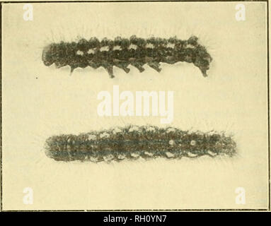 . Bulletin. Agriculture -- New Hampshire. Le BROWN-TAIL MOTH 115 de l'organisme. Ou la ligne médiane de la 9e et 10e segments est une orange ou rouge corail- tu- bercle rétractiles. Ces détails peuvent être vu dans la figure 9. En huit jours, la face- piliers perdent leurs peaux ou mue, après quoi. Veuillez noter que ces images sont extraites de la page numérisée des images qui peuvent avoir été retouchées numériquement pour plus de lisibilité - coloration et l'aspect de ces illustrations ne peut pas parfaitement ressembler à l'œuvre originale.. Le New Hampshire Agricultural Experiment Station. [Hanovre, N. H. ] : New Hampsh Banque D'Images