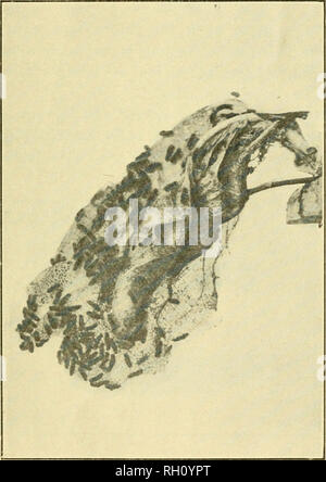 . Bulletin. Agriculture -- New Hampshire. Le BROWN-TAIL MOTH 113 le temps le maximum atteint 80° Fahr. Un enregistrement de l'émergence des chenilles de 10 nids de taille moyenne ont donné en moyenne 375 par nid, le nombre le plus important étant la plus petite et 444 172. Les réseaux alimentaires varient considérablement en taille, cependant, comme Fernald et Kirkland trouvés aussi peu que 47 et jusqu'à 802 dans un seul site web. Un examen de la chenille dans cinq toiles d'hiver faites pendant l'hiver de 1905 a révélé une moyenne d'environ 25 % morts. Après le remarquable accueil chaleureux de Aveather- uary Jan 21-23, 1906, un examen attentif des nids était neuf Banque D'Images