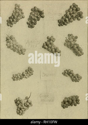 . Bulletin. Agriculture -- New Hampshire. i8 SUCCÈS DANS LA CULTURE DE FRUITS La distance de l'établissement les prunes varie en fonction de la variété, de 12 à 25 pieds de l'aller.. Fig. 16.-trois premières ou de vin rouge et blanc couleur dernière. Brighton, Wyoming, Colorado, et Green Mountain. C'est une récolte de cerises qui mérite de plus d'attention dans l'état. Les cerises aigres ou la mise en conserve peut être facilement augmenté, et la demande est beaucoup plus grande que l'offre. Les varie sont recommandées : Montmorency, Morello, Brusseller Braune, Bessarabie,.. Veuillez noter que ces images sont extraites de l'ima page numérisée Banque D'Images