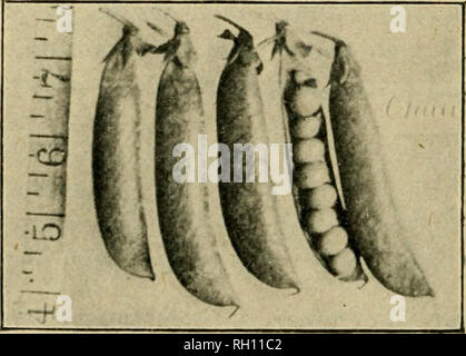 . Bulletin. Agriculture -- New Hampshire. Fig. 13.-Le Gradus Pois. Claudlt.-Une nouvelle oreille- ly, froissé, pois- mûrissent avec les premières variétés de silex. Vignes 2j ft. ; gousses 3 à 3| in. de long, contenant 6 à 8 petits pois. Très prolifique ; bonne qualité. Fortement recom- mandé pour la maison ou l'utilisation du marché.. Fig. 14.-l'Claudit. de pois. Veuillez noter que ces images sont extraites de la page numérisée des images qui peuvent avoir été retouchées numériquement pour plus de lisibilité - coloration et l'aspect de ces illustrations ne peut pas parfaitement ressembler à l'œuvre originale.. Le New Hampshire Agricultural Experiment Station. [Hanovre, N. H. ] : N Banque D'Images