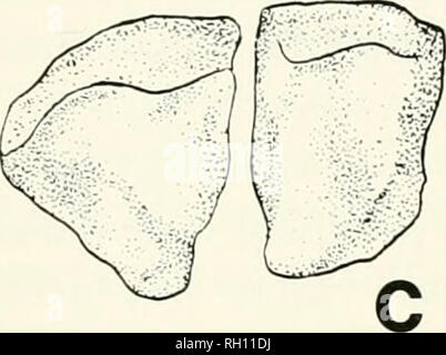 . Bulletin. Histoire naturelle ; Natuurlijke historie. . Veuillez noter que ces images sont extraites de la page numérisée des images qui peuvent avoir été retouchées numériquement pour plus de lisibilité - coloration et l'aspect de ces illustrations ne peut pas parfaitement ressembler à l'œuvre originale.. Peabody Museum of Natural History. New Haven : Le Musée Banque D'Images