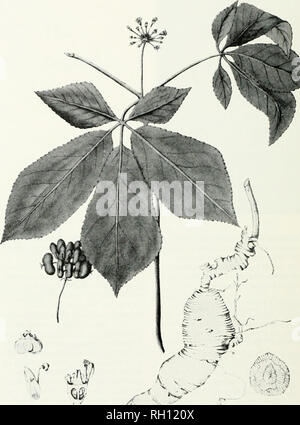 . Bulletin. Histoire naturelle ; la science. La mystique de ginseng Patricia IVI. Williams. Â 4 Q5/ mi 4 ^m.ad del nal (t pinxt Dimensions de Panax quinguefollus d'American Medicinal Plants, An Illustrated Guide descriptif et à l'American Plantes utilisées comme remèdes homéopathiques : leur histoire. La préparation. La chimie, et physiologiques Ellects. Le autfior Illuslralec) par ; New York, 1887. vol. 3-4. Tfie auteur, Charles F. f^illspaugh. tul.D,, a été le premier commissaire scientifique ainsi que premier conservateur de botanique à Field Museum. Février 1972. Veuillez noter que ces images sont extraites de la page numérisée Banque D'Images