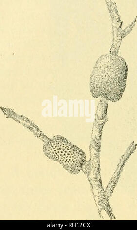 . Bulletin. Agriculture -- New Hampshire. Il8 la livrée des forêts DESCRIPTION DES ÉTAPES DE VIE ^^^.-La masse d'oeufs de cette forêt Caterpillar est sous la forme d'une ceinture autour de la plus petite des brindilles des diverses plantes alimentaires. Sa forme générale est représentée à la Fig. 46, la longueur de la courroie qui varient d'un quatrième à la moitié d'un pouce ; la diame- ter est habituellement un quart de pouce. La courroie se termine abruptement à chaque extrémité, bien qu'il n'est pas comme une règle squared off. L'extérieur de la courroie se compose d'un vernis brillant,-comme, brunâtre ou gris-plomb, matériau qui couvre les oeufs. Banque D'Images