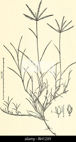 . Bulletin. Gramineae -- United States ; les plantes fourragères -- United States. 189. Fig. 171. Capriola dactylon (L.) Kuutze dactijlon {Panicum L. ; Cynodon dacii Ion/pers.). Behmuda-herbe.-Un pereunial avec, à l'endroit ou à l'ordre croissant, les tloweiiug branches 1 à 6 dm. élevé. -Largement dispersés dans les régions tropicales et tempérées du monde wanner, aux États-Unis à partir de la Pennsylvanie sud- ward à la Floride et l'ouest jusqu'au Texas et en Californie. Avril-octobre. (Le nom Capriola peut appartenir à Panicum. aanguinale). Veuillez noter que ces images sont extraites de la page numérisée des images qui peuvent h Banque D'Images