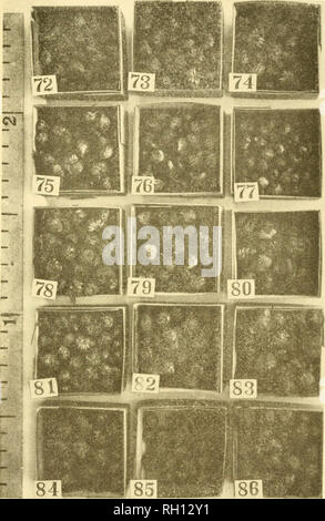 . Bulletin. Agriculture -- New Hampshire. Fig. jj -variétés de fraises. 72. Magoon. 11- Roser's Seedling. 82. Ridgewav. IZ- Ruby. 78. Beede, n° 10. 83- Starr. 74. Ville de charrue. 79- McKinlev. 84. Seaford. 75- Margaret. 80. Gulick, n° 8. 85- Nick Ohmer. 76. Carrie. 81. Hall's favorite. 86. Gulick, n° 7. Veuillez noter que ces images sont extraites de la page numérisée des images qui peuvent avoir été retouchées numériquement pour plus de lisibilité - coloration et l'aspect de ces illustrations ne peut pas parfaitement ressembler à l'œuvre originale.. Le New Hampshire Agricultural Experiment Station. [Hanovre, N. H. ] : Nouveau Banque D'Images