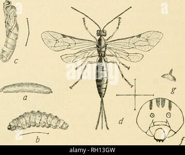 . Bulletin. Agriculture -- New Hampshire. 142 NEW HAMPSHIRE COLLEGE supérieurs de cette station. L'œuf est montré à un hxrva ; l à 6 ; la nymphe à c ; et l'adulte à d. Ces chiffres ont été faits à partir du parasite comme il se nourrit sur la larve d'un dans l'agrile du frêne. R Detmers, del. Fig. 4. Étapes de la vie d'un parasite Pimpla. (Par la courtoisie de l'exper- iment Ohio.) les tiges d'onagre le^ dans ce cas, le parasite se nourrit de grub à l'extérieur sur son hôte comme indiqué à l'e. L'espèce la plus abondante de Pimpla^»- cependant, comme un parasite de la livrée vit à l'intérieur de l'hôte, qui en général Banque D'Images