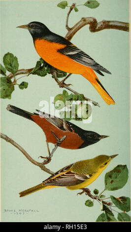. Bulletin. Animaux -- United States ; oiseaux -- United States. Bui. 29, Commission biologique, Oc-pt. de l'Agriculture frontispice. - ;9o 7 - deux grands ennemis de l'anthonome du cotonnier [Haut de la figure, homme Oriole de Baltimore ; milieu figure, homme Oriole des vergers ; figure inférieure, femme Oriole des vergers.] /•.MC EN 6 ::ci j"AL.TiMC ,.1 :. Veuillez noter que ces images sont extraites de la page numérisée des images qui peuvent avoir été retouchées numériquement pour plus de lisibilité - coloration et l'aspect de ces illustrations ne peut pas parfaitement ressembler à l'œuvre originale.. United States. Bureau international de l'étude biologique. Washingto Banque D'Images