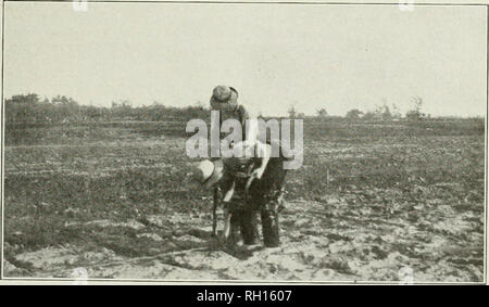 . Bulletin. -- L'agriculture de l'Ontario. Plantés trop peu profonde. Planté la bonne profondeur. Plantées trop profondément de la province, peut être utilisé lorsque de très grandes surfaces sont plantées, mais jusqu'à présent, à la connaissance de l'écrivain, il n'a pas été entièrement satisfaisante. La culture. de la culture doit être approfondie et continue. Il doit être entrepris dès que les plantes sont fixés et a continué jusqu'au début de l'automne ou plus tard si les mauvaises herbes. PlantinK : fraise. départ. La prochaine récolte des fruits dépend de la vigorousness des plantes-mères. Début de la culture doivent être assez profond, l)ut réduire comme admnces la saison, comme le sol dri Banque D'Images